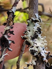 Hypotrachyna riparia