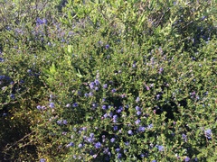 Ceanothus dentatus