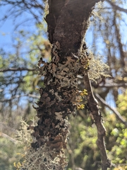 Hypotrachyna riparia