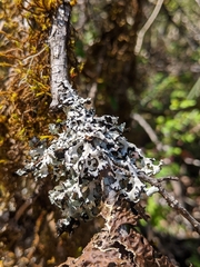 Hypotrachyna riparia