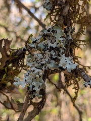 Hypotrachyna riparia