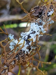 Hypotrachyna riparia