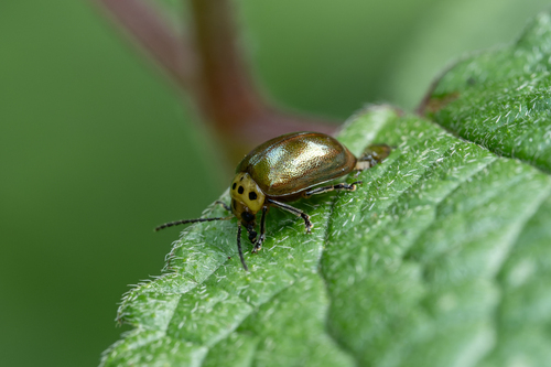 Morphosphaera coomani observed 2026-04-22