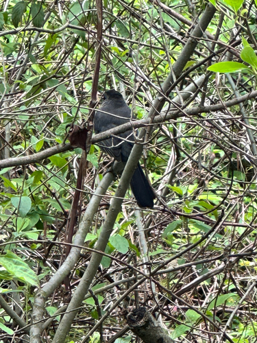Gray Catbird