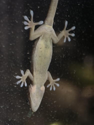 Peking Gecko