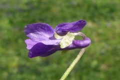 Viola × scabra