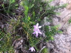 Philotheca salsolifolia