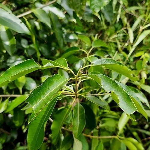 Aspidosperma cylindrocarpon, 2026-02-07