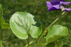 Viola × scabra