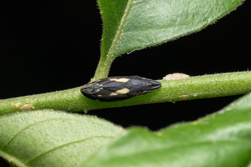 Capnodistes arietarius