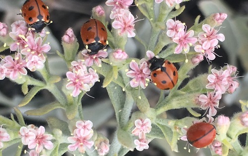 California Lady Beetle photo 6
