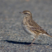 Mainland New Zealand Pipit - Photo (c) Finn Davey, some rights reserved (CC BY-NC), uploaded by Finn Davey