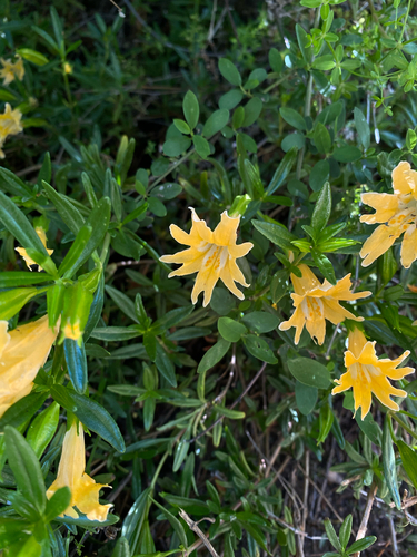 Chaparral bush monkeyflower (Diplacus linearis)