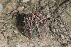 Thelocactus bicolor bicolor