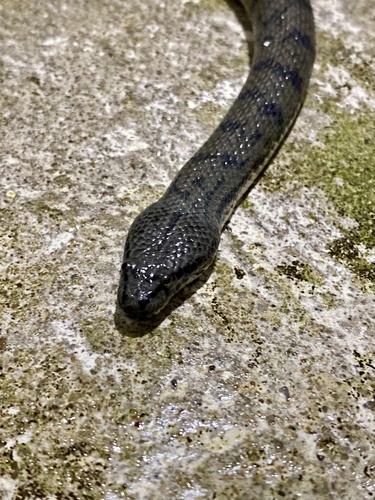 Southeast Asian Bockadam