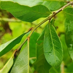 Pouteria glomerata