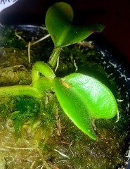 Nepenthes truncata