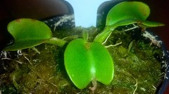 Nepenthes truncata