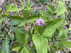 Clematis vinacea