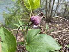 Clematis vinacea