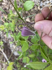 Clematis vinacea