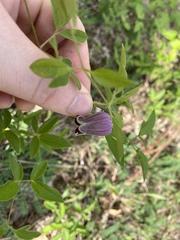 Clematis vinacea