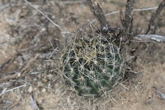 Ancistrocactus scheeri