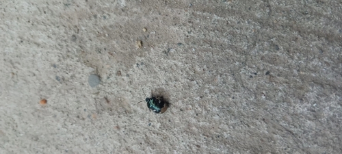 Pied shield bug
