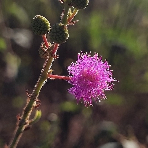 Mimosa debilis, 2026-02-09