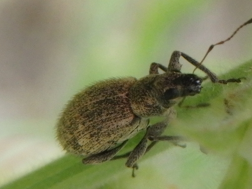 Polydrusus inustus