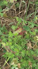 Acalypha radians