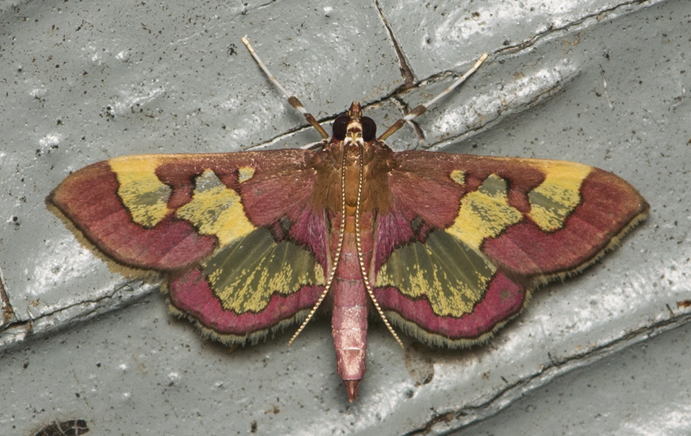 Crambid Snout Moths