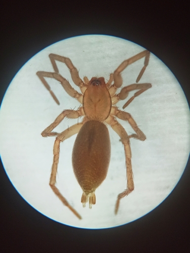 Drassodes pubescens