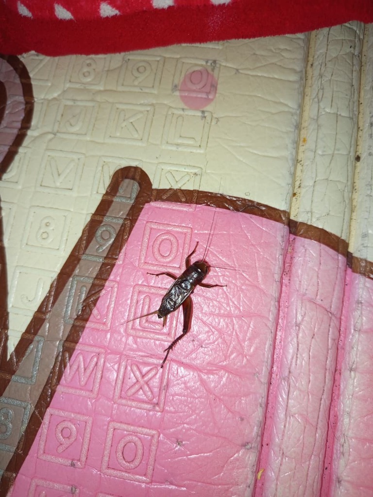 Teleogryllus mitratus (Teleogryllus mitratus)