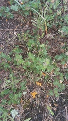 Acalypha radians