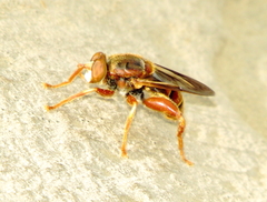Teuchocnemis bacuntius