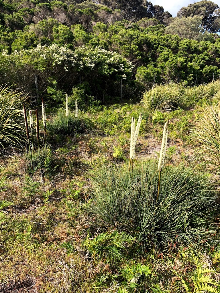 Xanthorrhoea arenaria D.J.Bedford