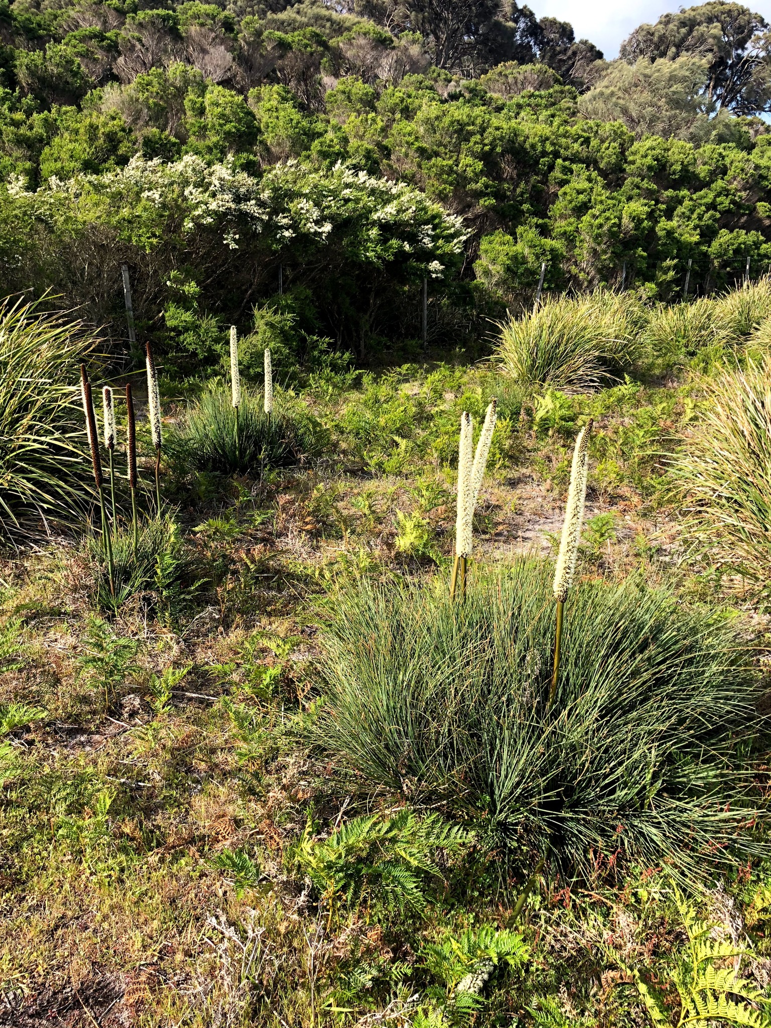 Xanthorrhoea arenaria