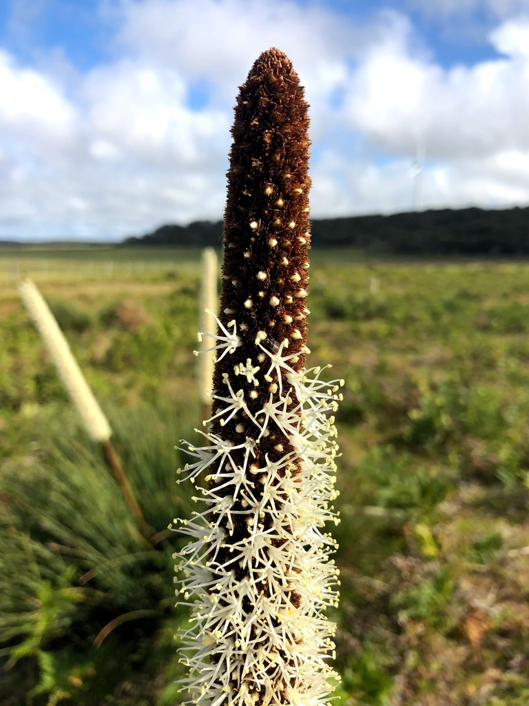 Xanthorrhoea arenaria D.J.Bedford 2