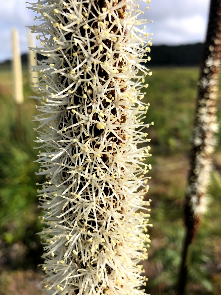 Xanthorrhoea arenaria D.J.Bedford 3