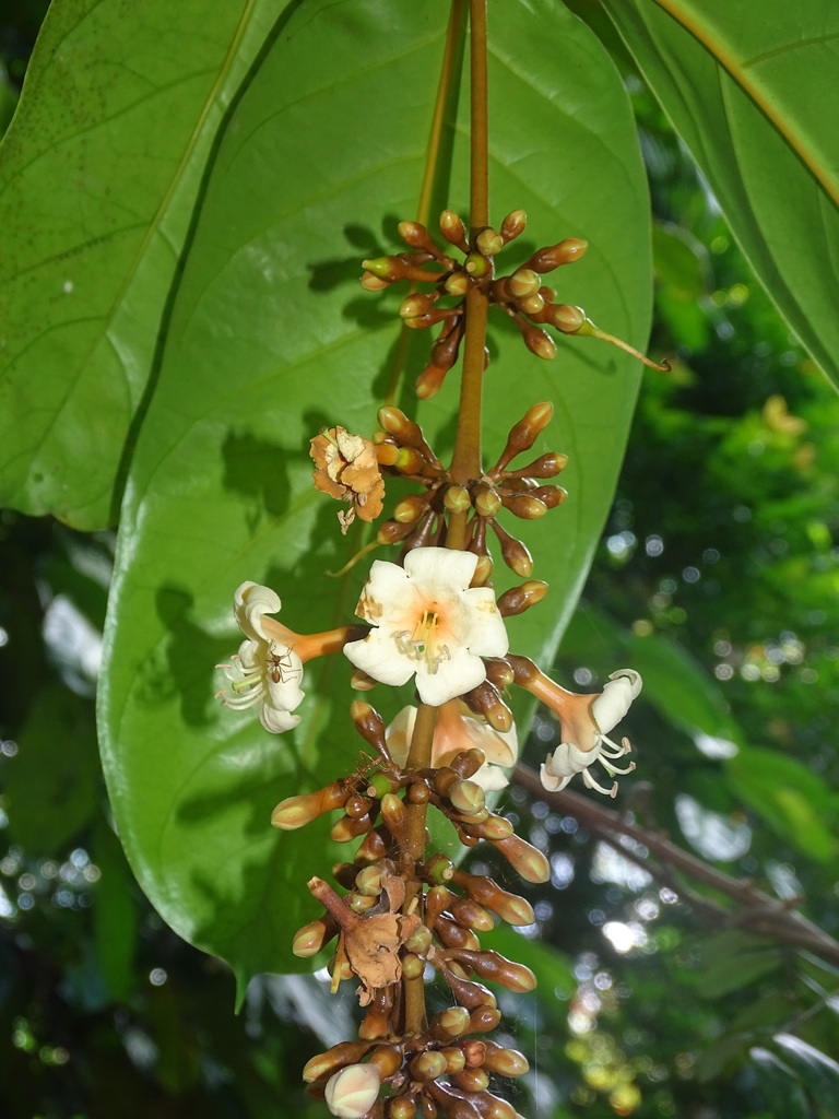 Utania racemosa