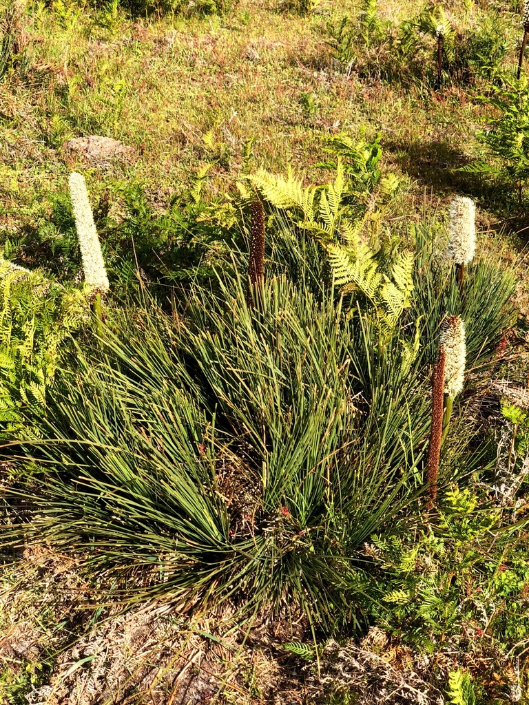 Xanthorrhoea arenaria