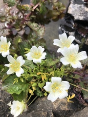 Limnanthes