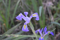 Iris giganticaerulea