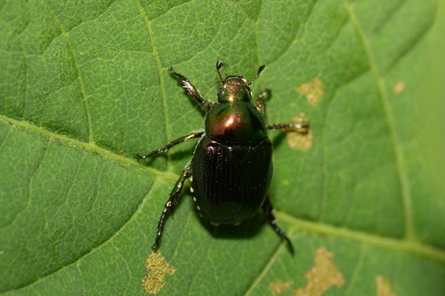 Popillia quadriguttata