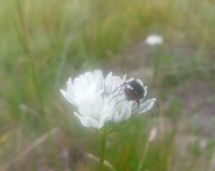 Anastrangalia laetifica