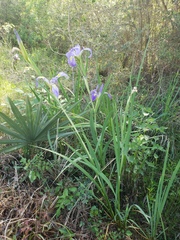 Iris giganticaerulea