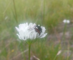 Anastrangalia laetifica