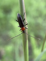 Stenosphenus dolosus