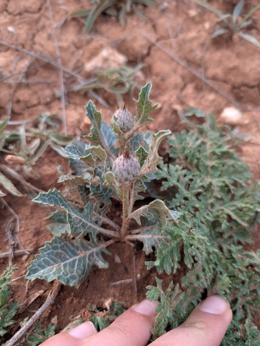 Klasea pinnatifida